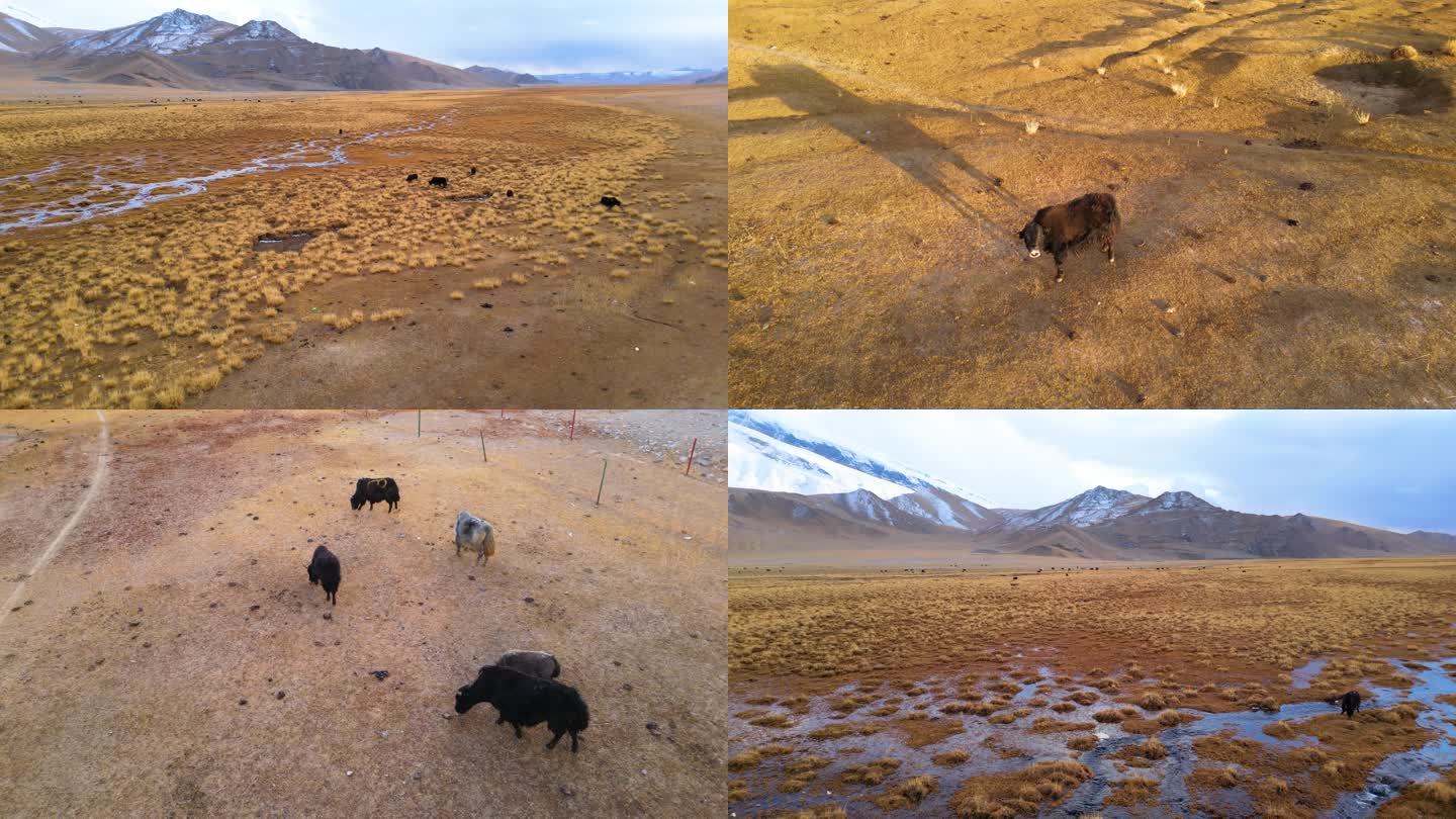 新疆帕米尔高原雪山脚下湿地牦牛群