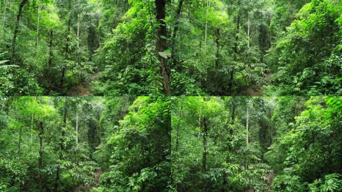 航拍郁郁葱葱的西双版纳热带雨林风景
