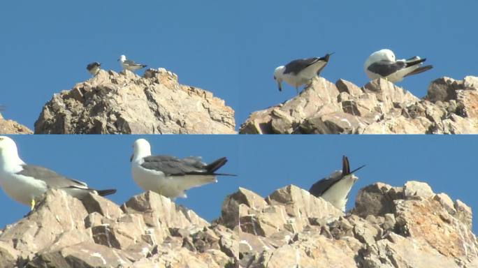 岩石上的黑尾白鸥2