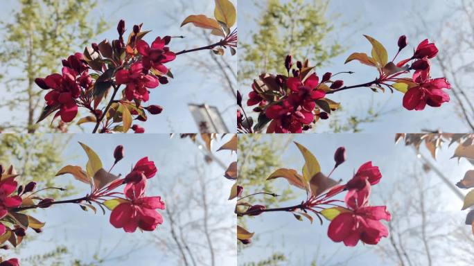 树杈红色花朵