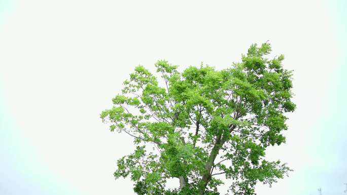 大树树叶唯美空镜头4k实拍