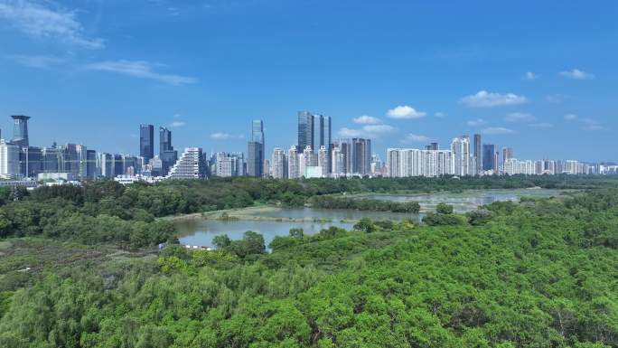 深圳福田区红树林自然保护区航拍