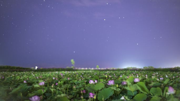 甘肃张掖湿地公园夏季夜晚荷花星空虚焦延时