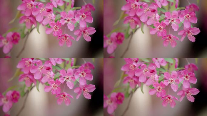 绚丽海棠花8K超清空镜