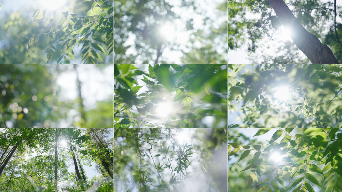 树叶阳光逆光唯美夏日树林光影空镜阳光树叶