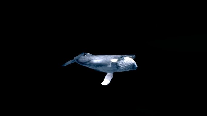 A01-鲸鱼-侧视图