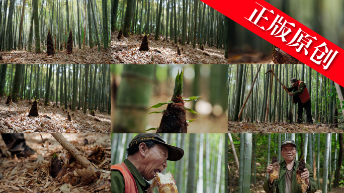 竹林采笋挖笋野生竹笋