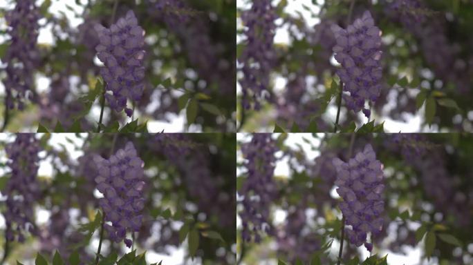 紫藤花花朵花瓣开放