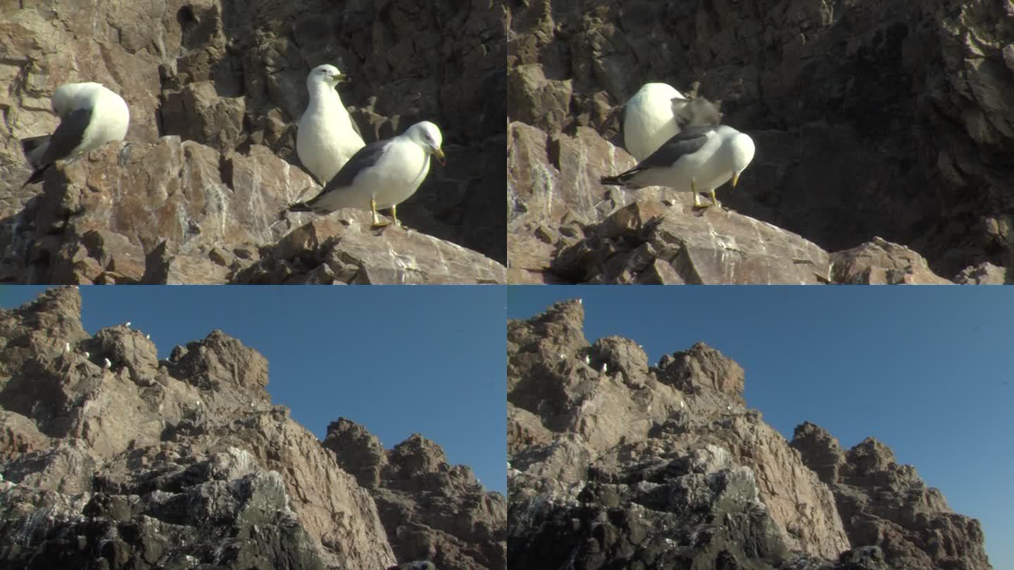 岩石上的黑尾白鸥3