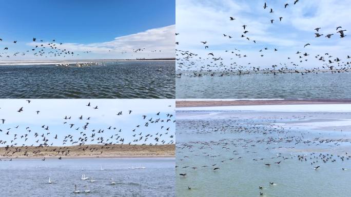 候鸟   河流  大雁   天鹅