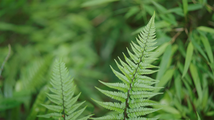 森林树林绿色蕨类植物特写镜头