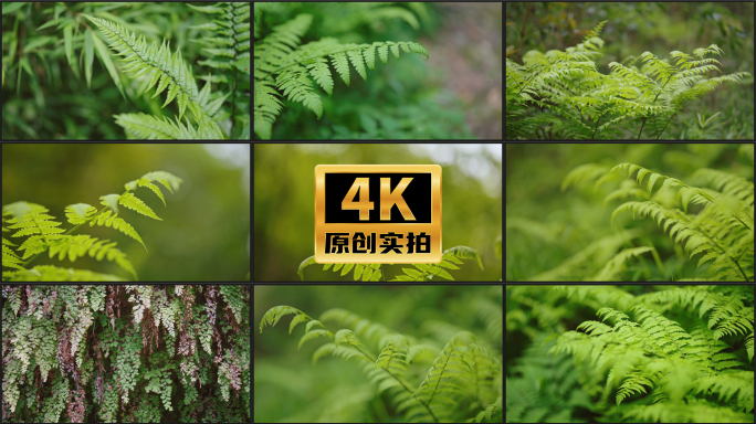 森林树林绿色蕨类植物特写镜头