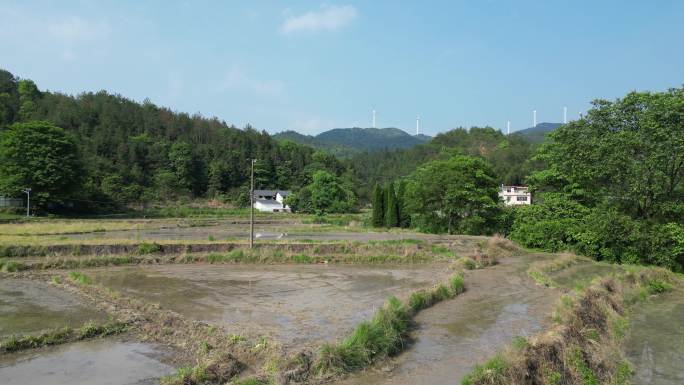 舒适唯美乡间稻田风光