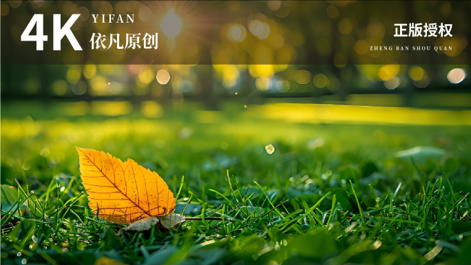 阳光树叶自然光影唯美空镜头