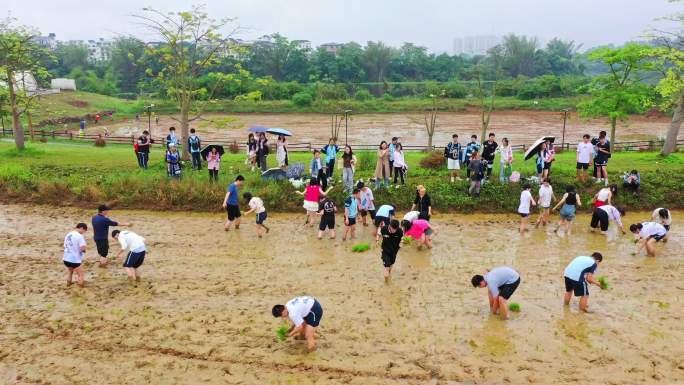水稻种植插秧活动