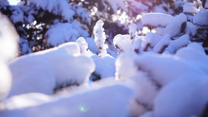 雪松 雪景 冬季 冬至