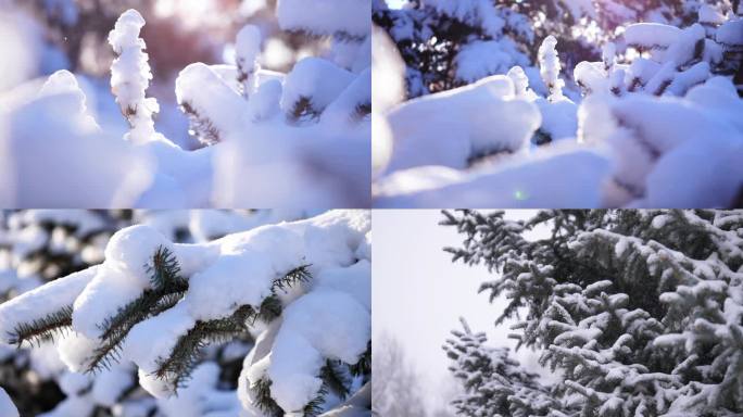 雪松 雪景 冬季 冬至