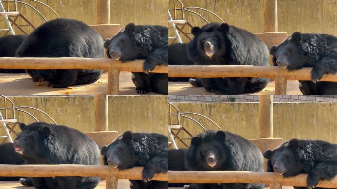 野生动物园黑熊互动 喂食 休息 投喂