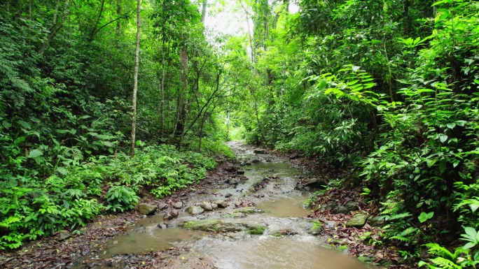 航拍郁郁葱葱的西双版纳热带雨林风景