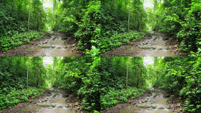 航拍郁郁葱葱的西双版纳热带雨林风景