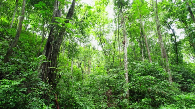 航拍郁郁葱葱的西双版纳热带雨林风景