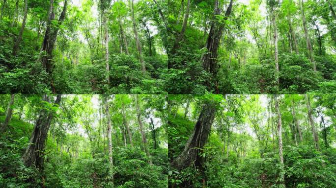 航拍郁郁葱葱的西双版纳热带雨林风景