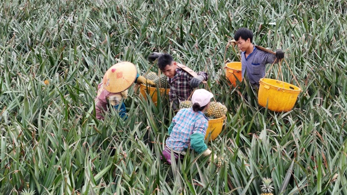 湛江徐闻果农采摘菠萝现场