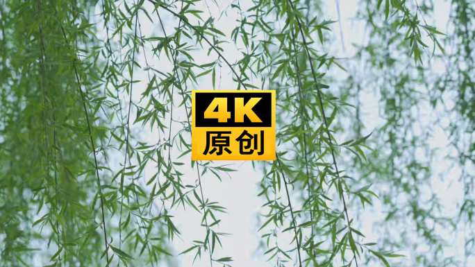 4K 春天 柳树 杨柳 风吹 吹动 飘动