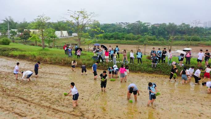 水稻种植插秧活动