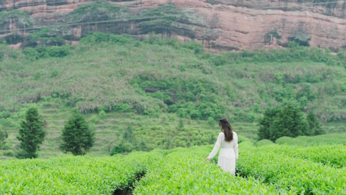 茶园风光 茶园漫步 唯美意境