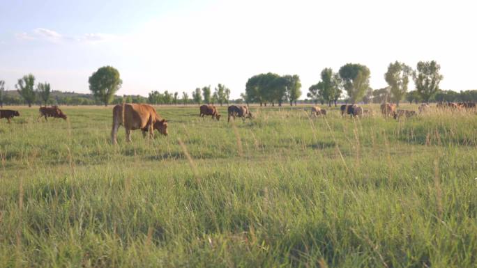草原放牧牛群