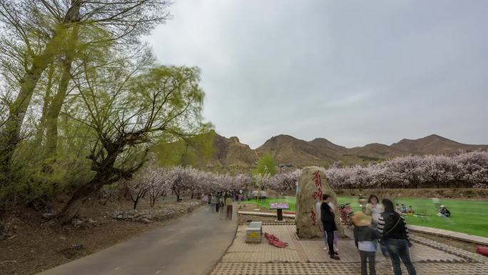 大同市阳高县守口堡杏花林石碑延时