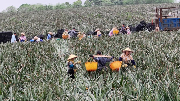 湛江徐闻果农采摘菠萝现场