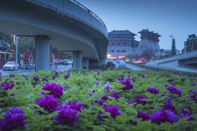 隋唐洛阳城牡丹花延时