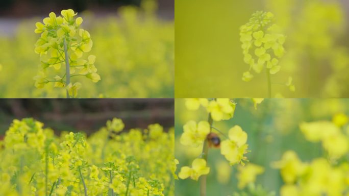 唯美小清新油菜花4K升格