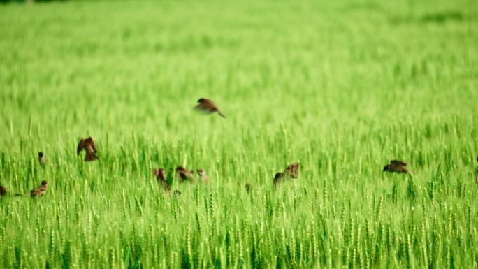 春天绿色麦田里的麻雀