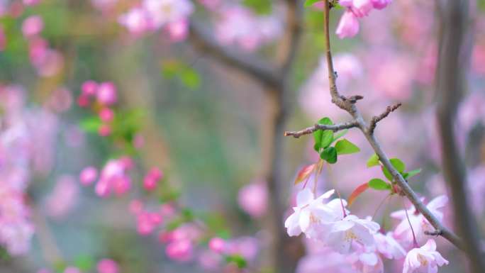 植物园公园春天花朵樱花盛开植物风景视频素
