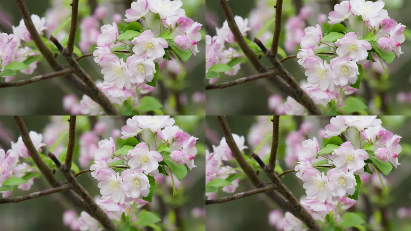 西府海棠花8K超清空镜