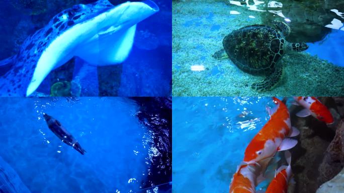 海洋生物世界 海洋馆 海底鱼类