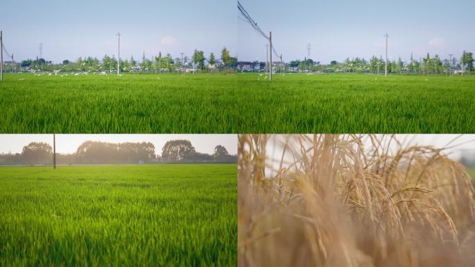 稻田白鹭生态水稻种植