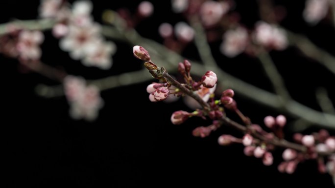 紫叶李 紫叶李 开花 延时视频