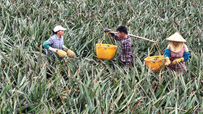 湛江徐闻果农采摘菠萝现场