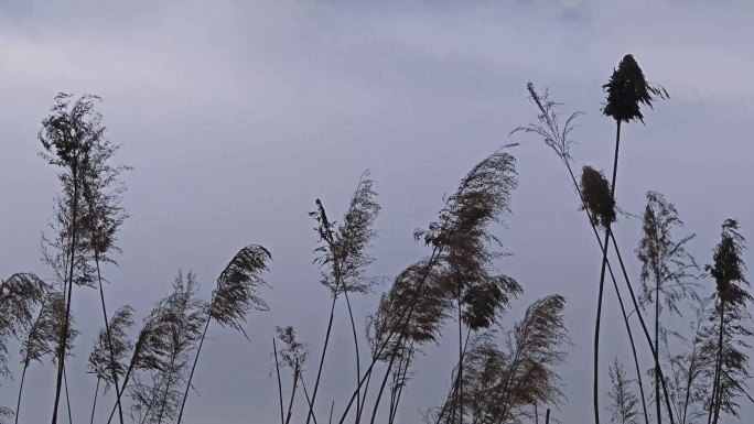 阴天乌云逆光芦苇荡风中摇曳