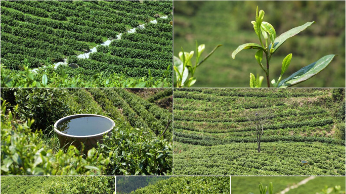 茶叶茶园清明茶谷雨茶绿茶茶特写4K