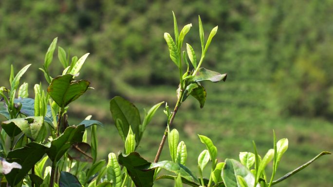 茶叶茶园清明茶谷雨茶绿茶茶特写4K