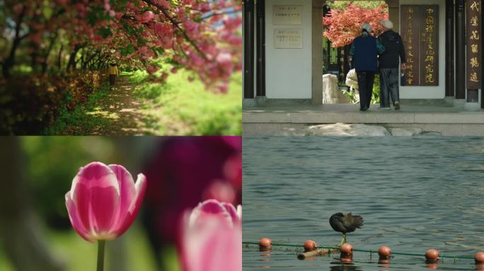 春天南京莫愁湖公园春景水景花期