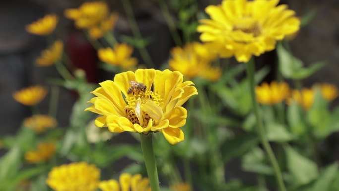 蜜蜂采蜜小黄花