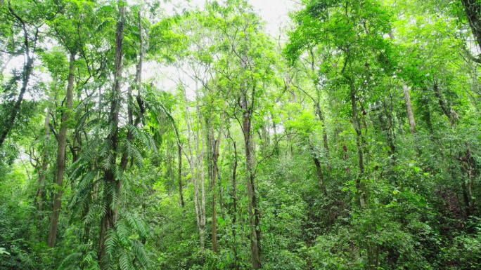 航拍郁郁葱葱的西双版纳热带雨林风景
