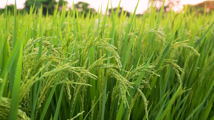 唯美逆光水稻特写水稻生长有机大米稻田素材