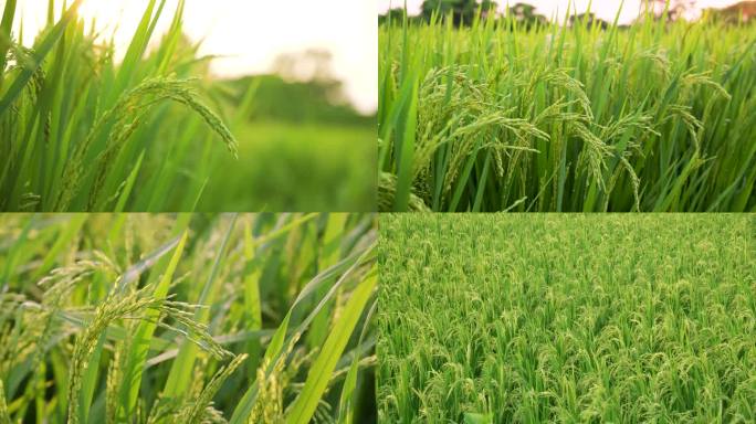 唯美逆光水稻特写水稻生长有机大米稻田素材